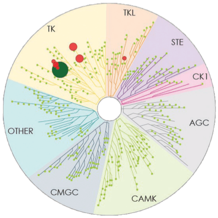 CALQUENCE Kinase Map