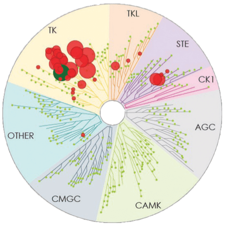 Kinase Map Ibrutinib