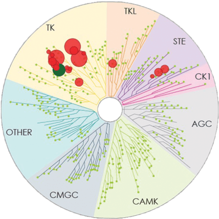 Kinase Map Zanubrutinib