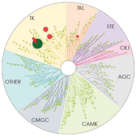 CALQUENCE Kinase Map