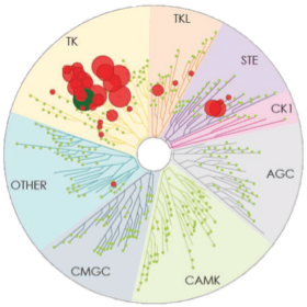 Kinase Map Ibrutinib